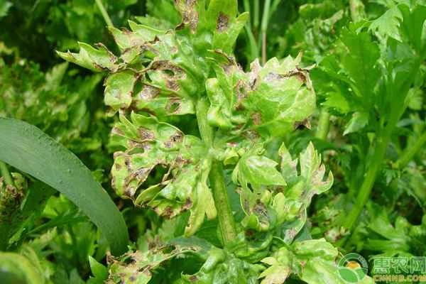 What causes celery leaves to turn yellow?
