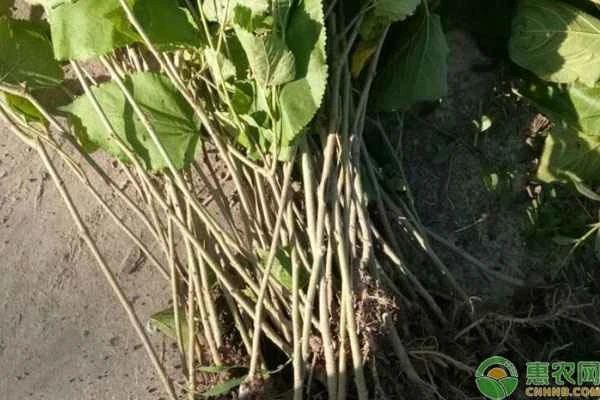 Are ungrafted mulberry seedlings or grafted mulberry trees better?