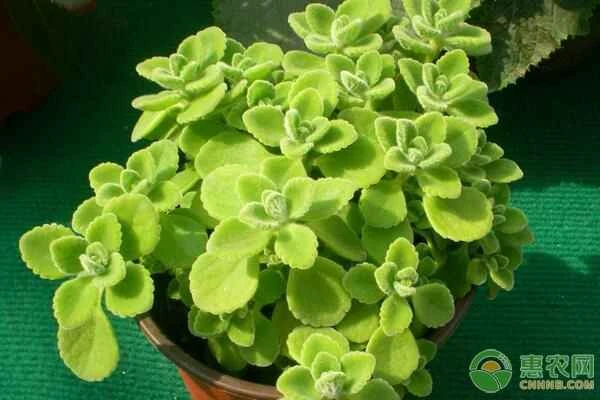 Cultivation methods for the newly purchased Plectranthus amboinicus