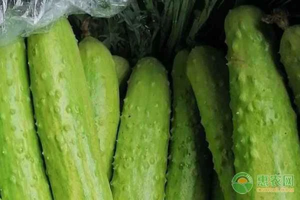 How often should cucumbers be watered?