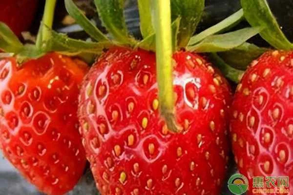 Where are the seeds of a strawberry located?