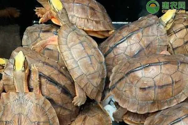 How long can a turtle live without food and water?