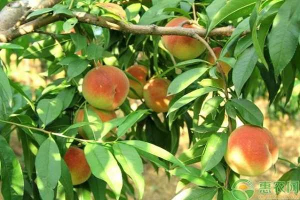 What fertilizer should be used on peach trees?