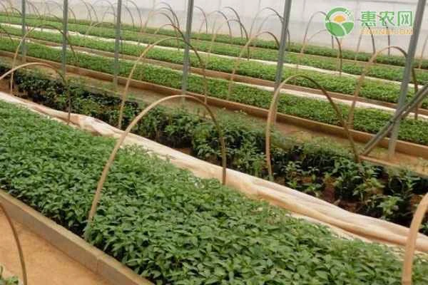 What should I do if my chili seedlings aren't growing well?