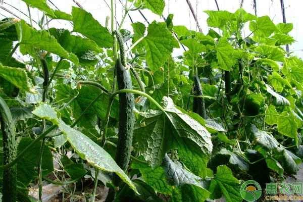 Is it okay to plant cucumbers now?