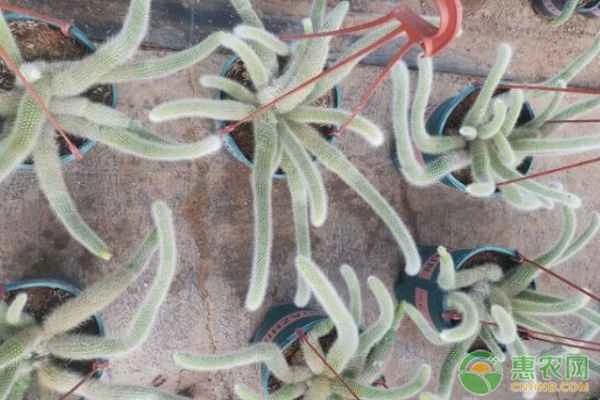 How to care for a nine-tailed fox succulent?