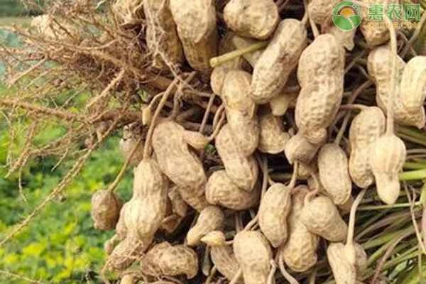 What month is the best to plant peanuts?