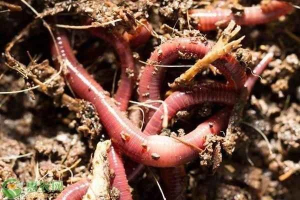 How big can an earthworm grow?