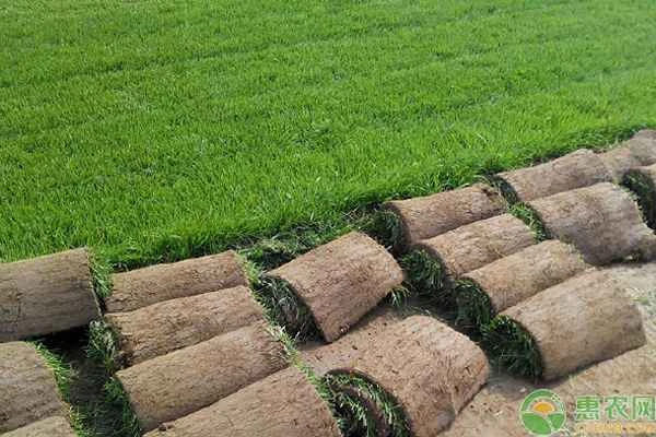 Can Kentucky bluegrass be planted in Hubei?