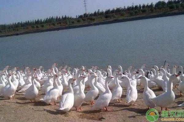 What are the techniques and methods for raising geese?