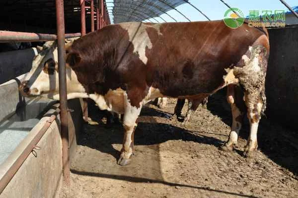 Beef and sheep feed formula