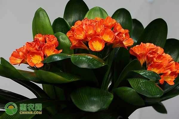 What is the best pot diameter for growing Clivia miniata?