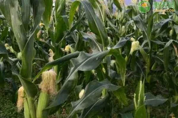 How many ears of corn can a corn stalk produce?
