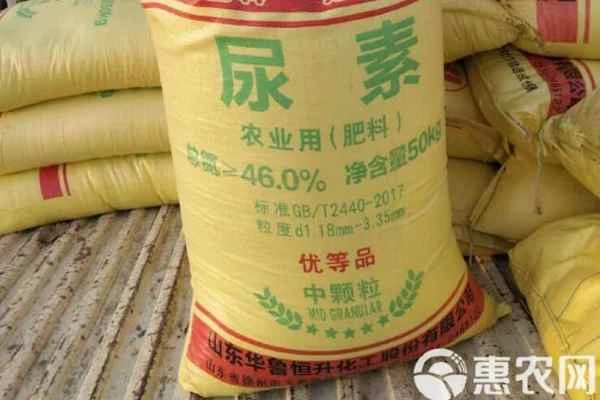 How to apply urea fertilizer for best results?