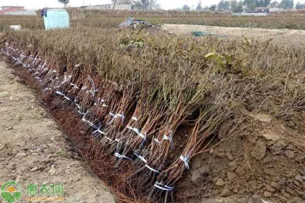 When is the best time to plant grapevines?