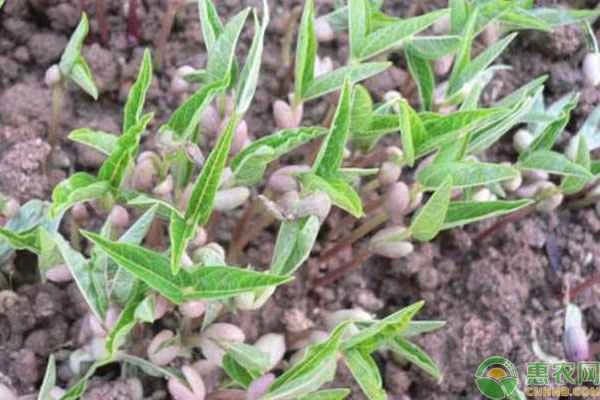 The growth process of mung beans